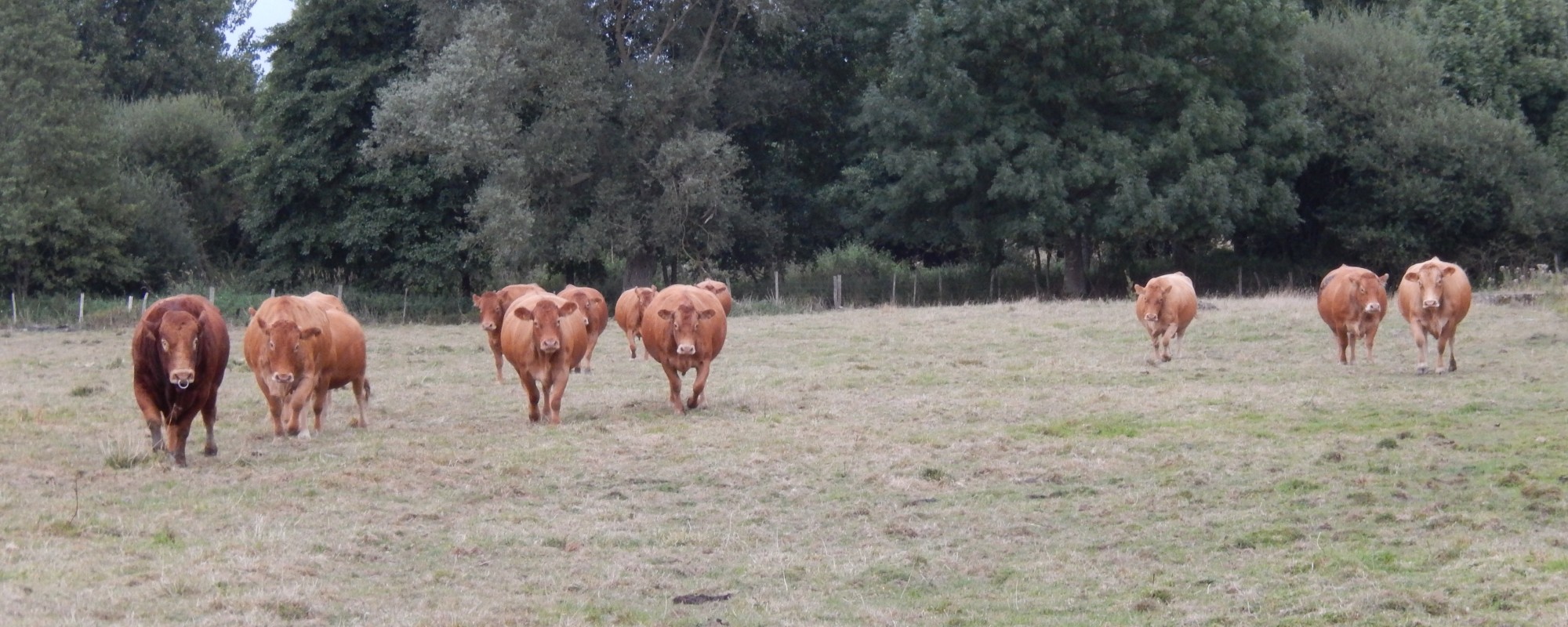 ferme de guehouville