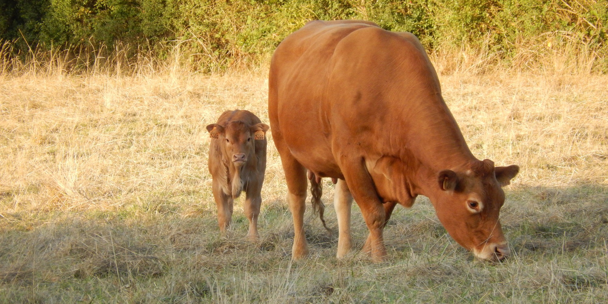 ferme de guehouville