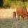 ferme de guehouville